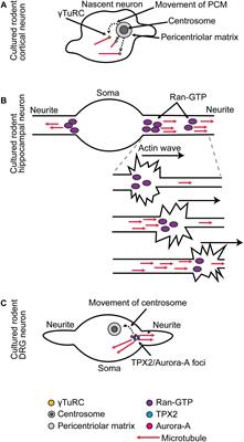 Distinct Microtubule Organizing Center Mechanisms Combine to Generate Neuron Polarity and Arbor Complexity